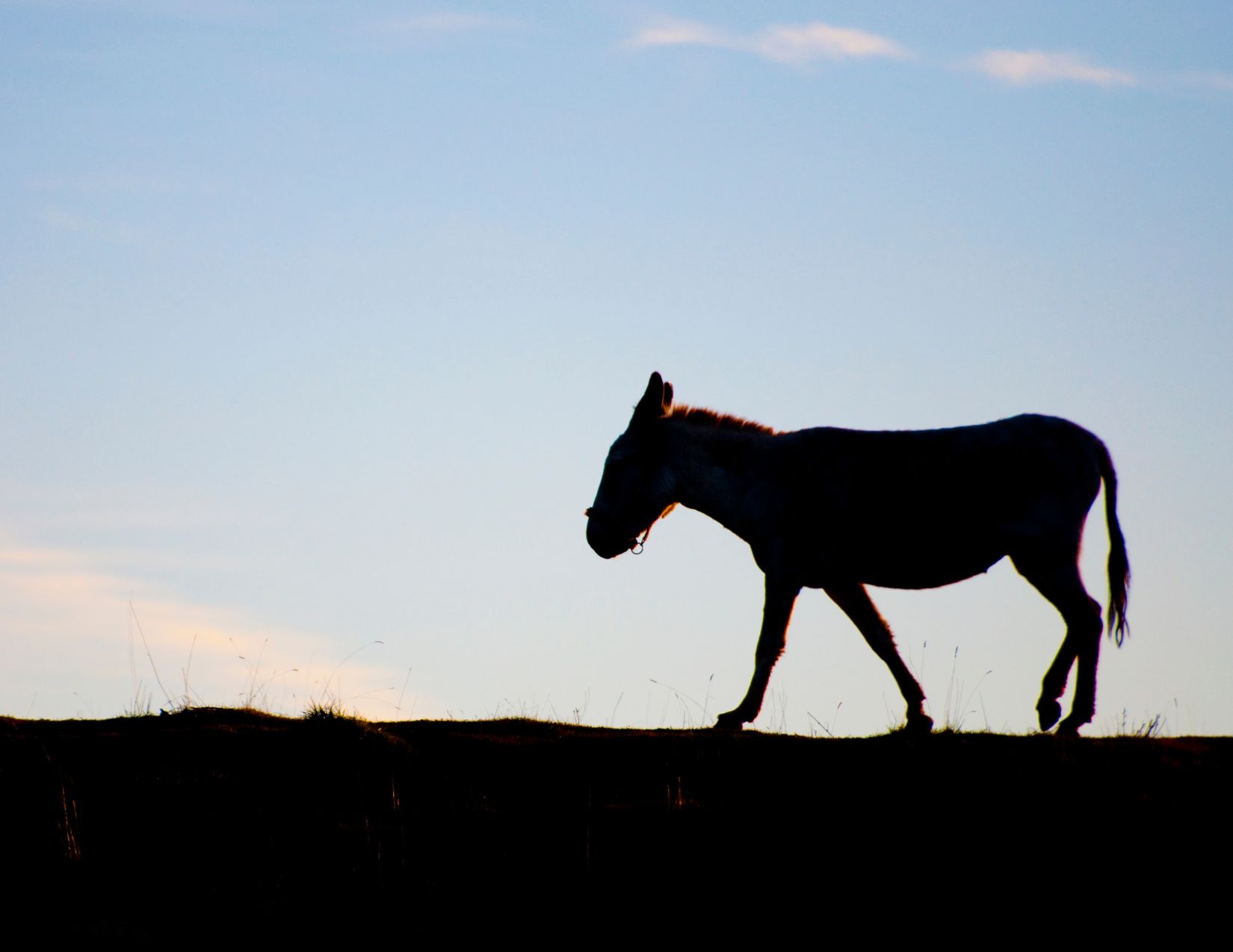 Donkey illustrating the lesson of shaking off challenges and stepping up