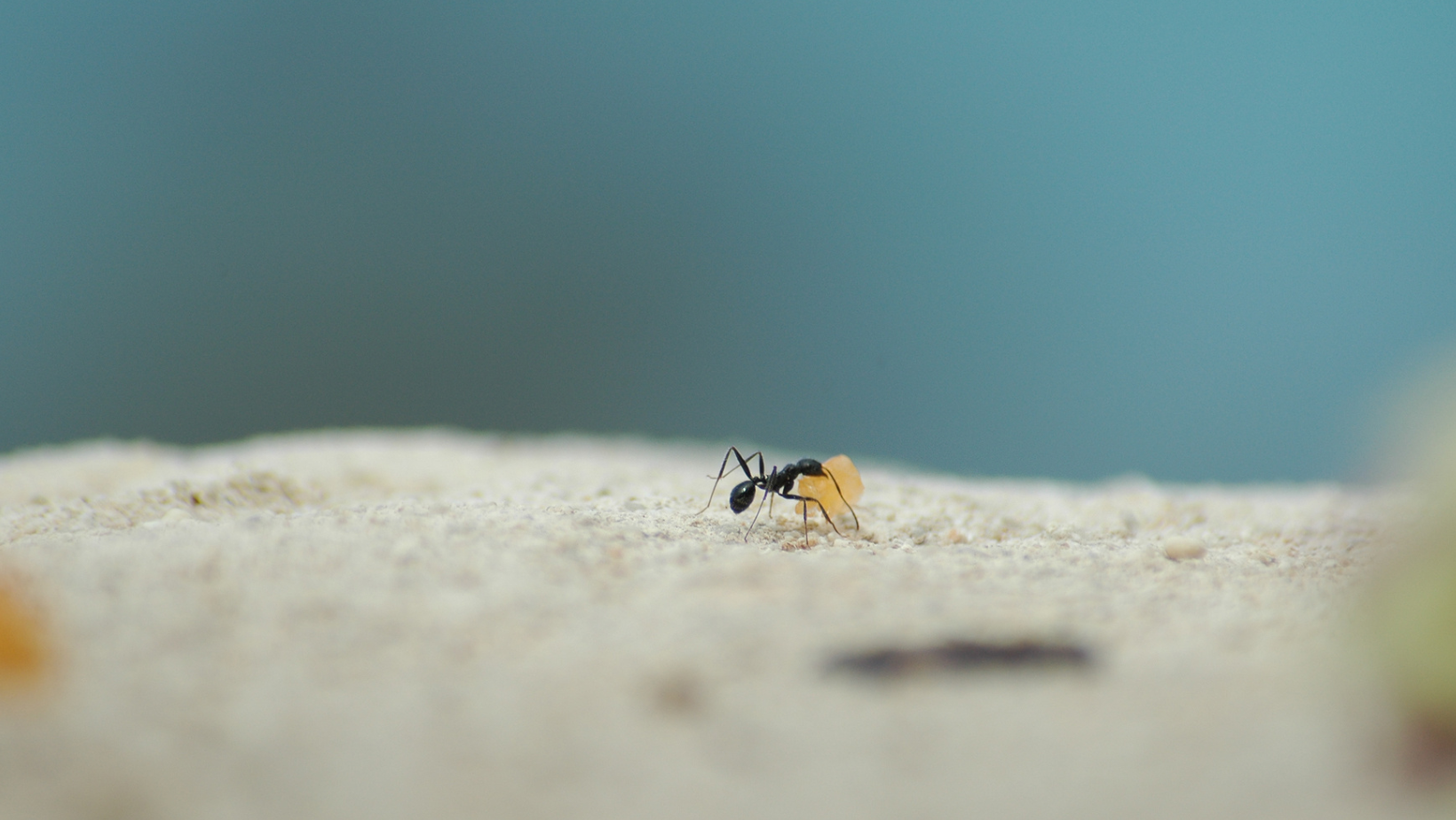 ant as a symbol of diligence in Proverbs 6