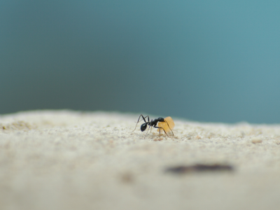ant as a symbol of diligence in Proverbs 6